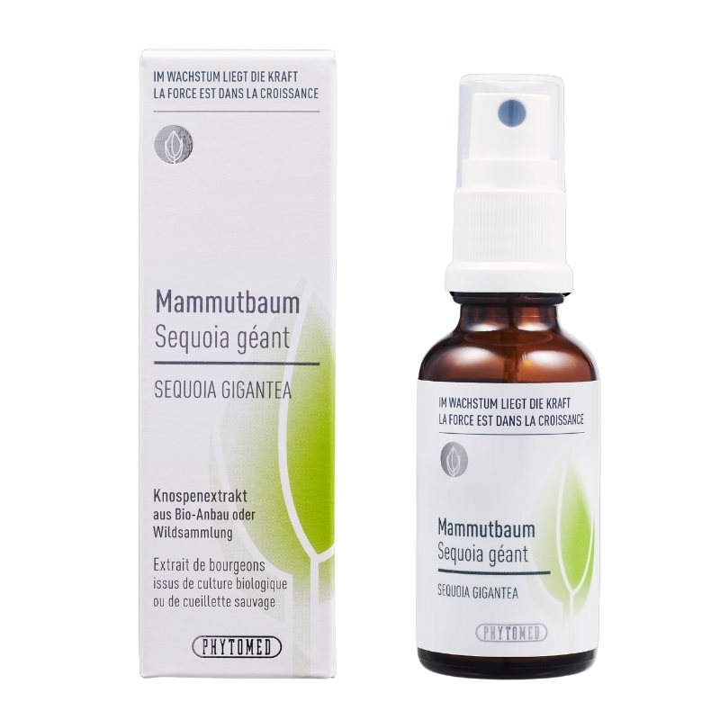 Image of Phytomed Knospenextrakt Mammutbaum Spr 30 ml