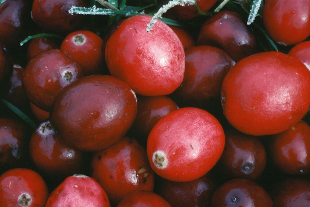 ARKOCAPS Cranberry