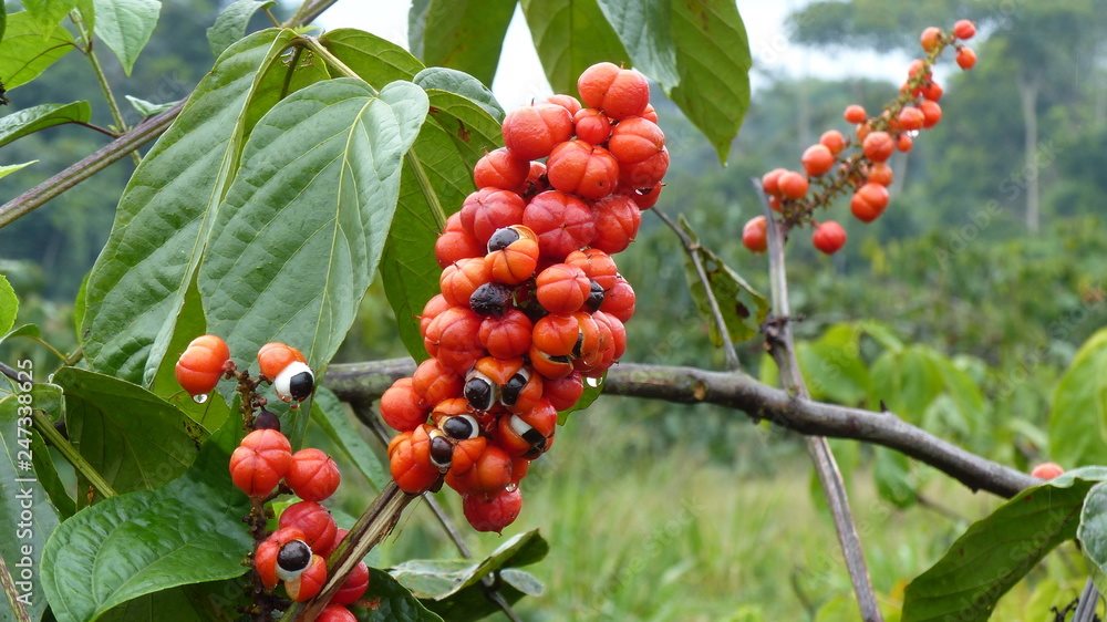ARKOCAPS guarana