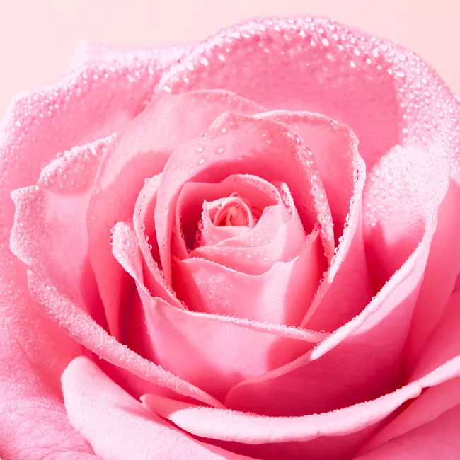 NUXE Very Rose Eau Micellaire Apaisante, image 3 sur 3