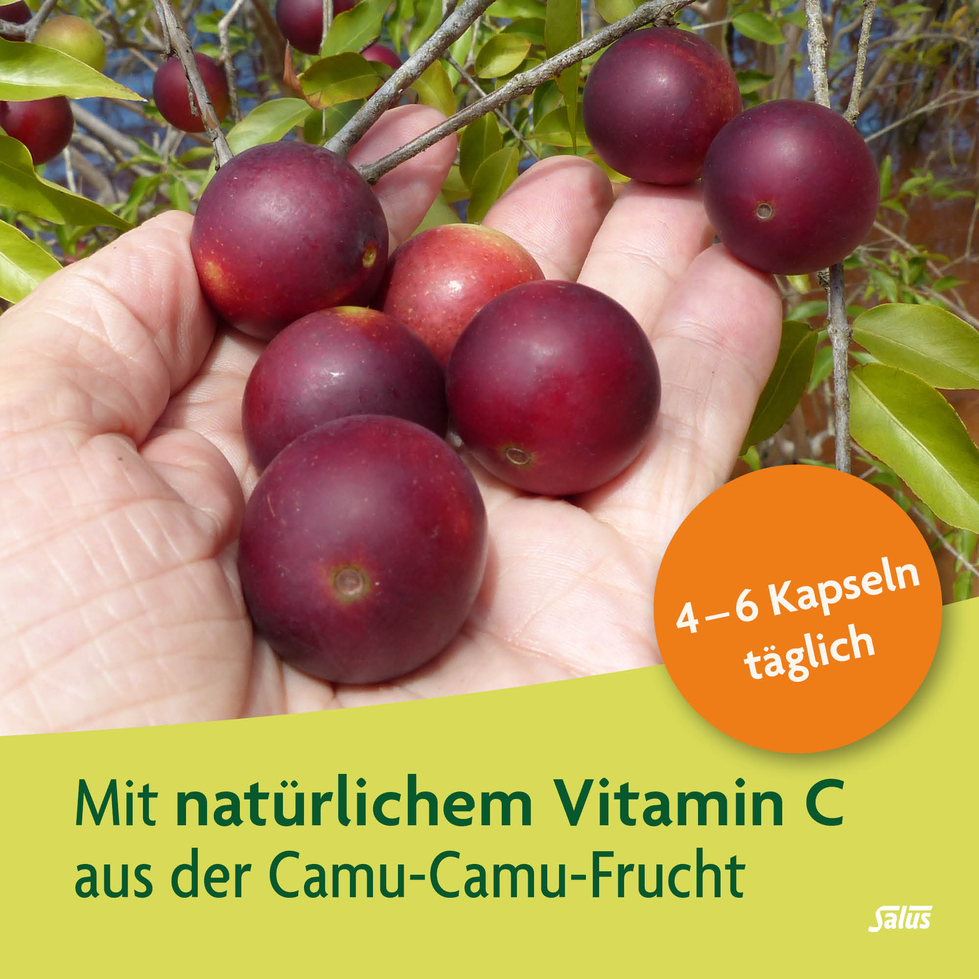 SALUS Alpenkraft Kapuzinerkresse-Meerrettich, Bild 3 von 5