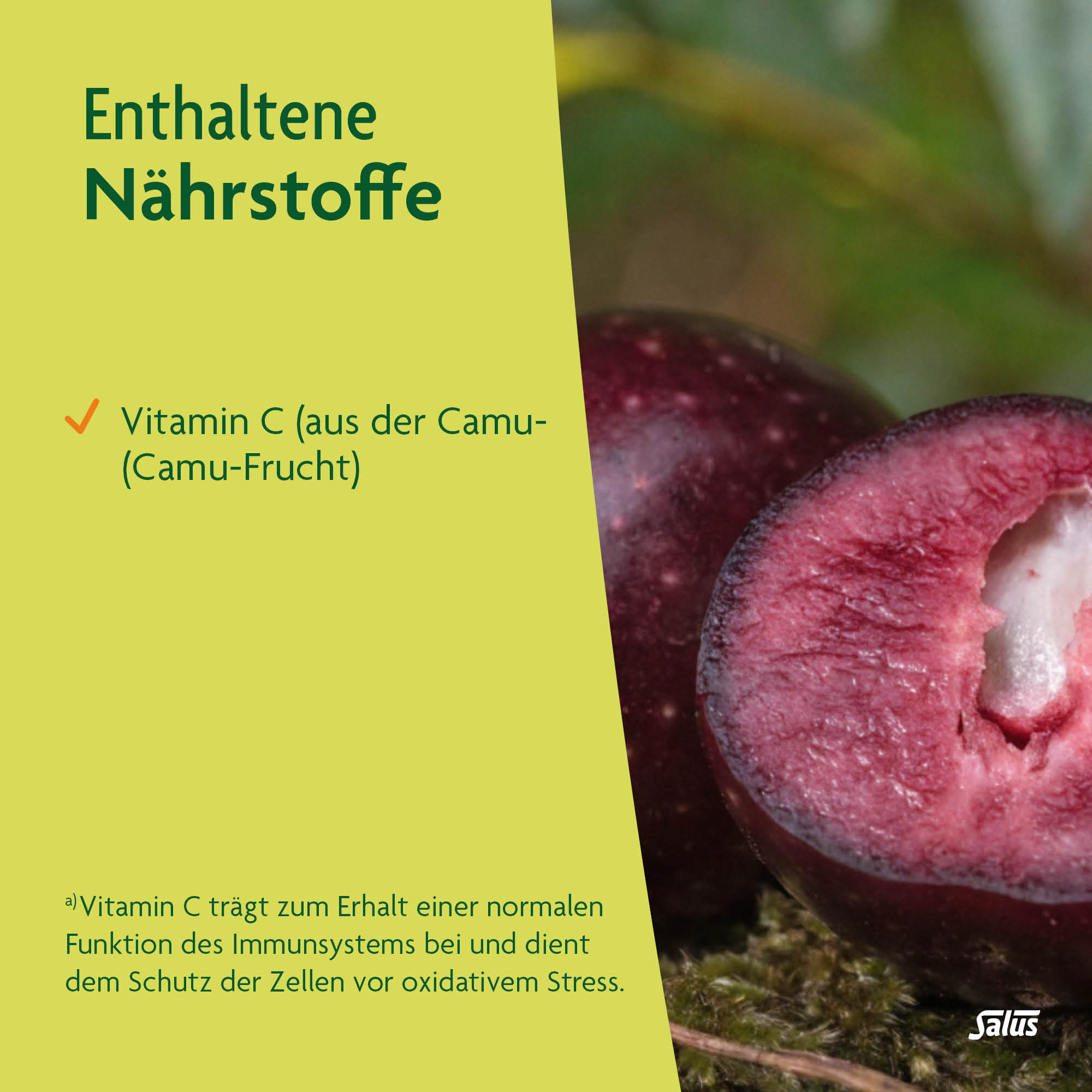 SALUS Alpenkraft Kapuzinerkresse-Meerrettich, Bild 5 von 5