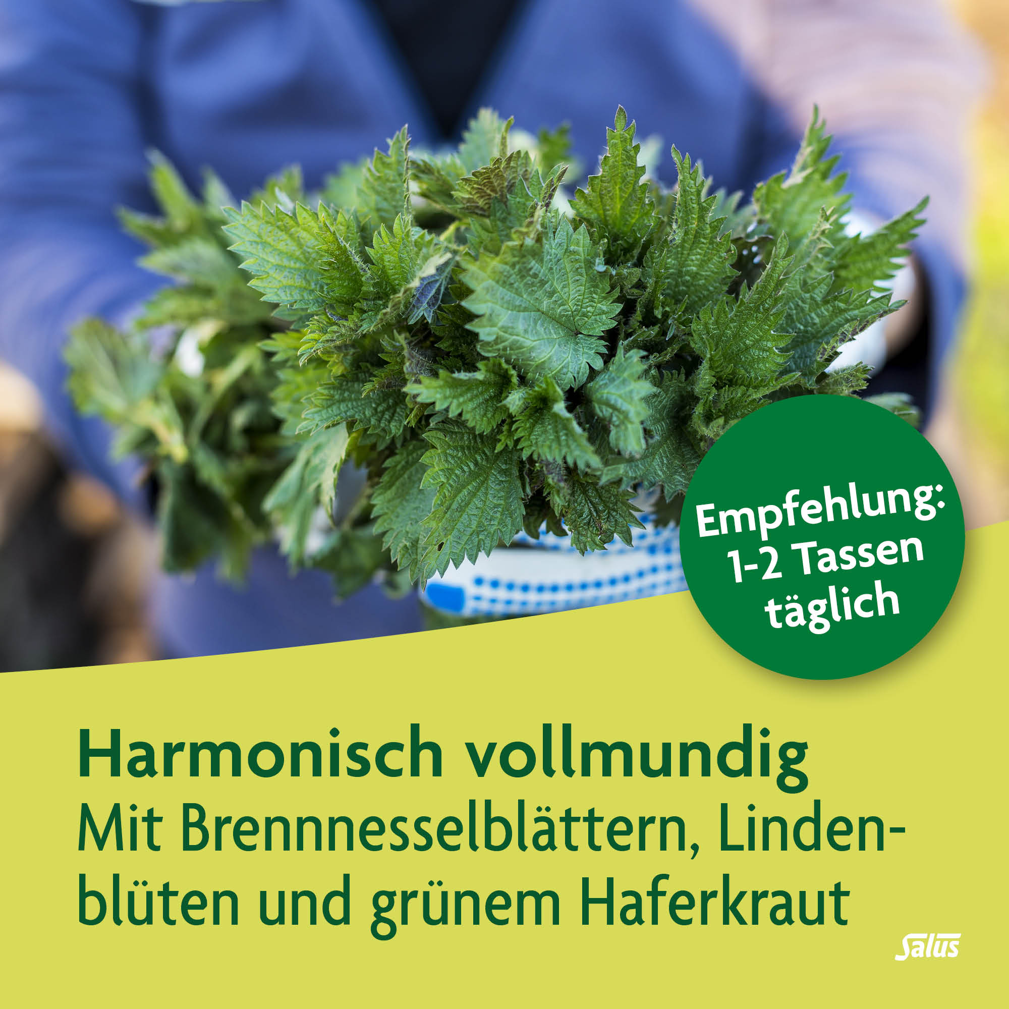 SALUS Basen-Aktiv Kräutertee Nr 1, Bild 3 von 5