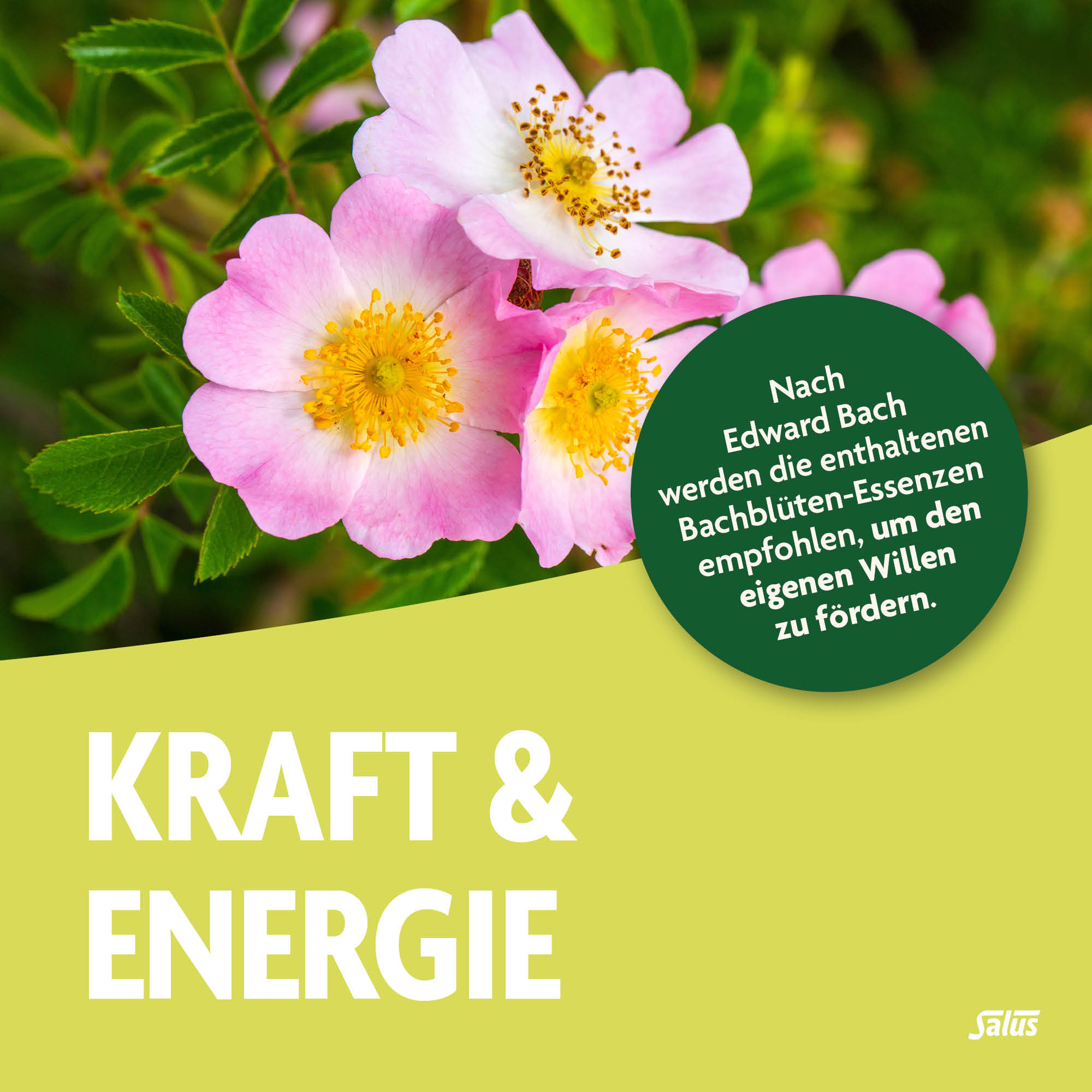 SALUS Tisane aux fleurs de Bach force & énergie, image 2 sur 5