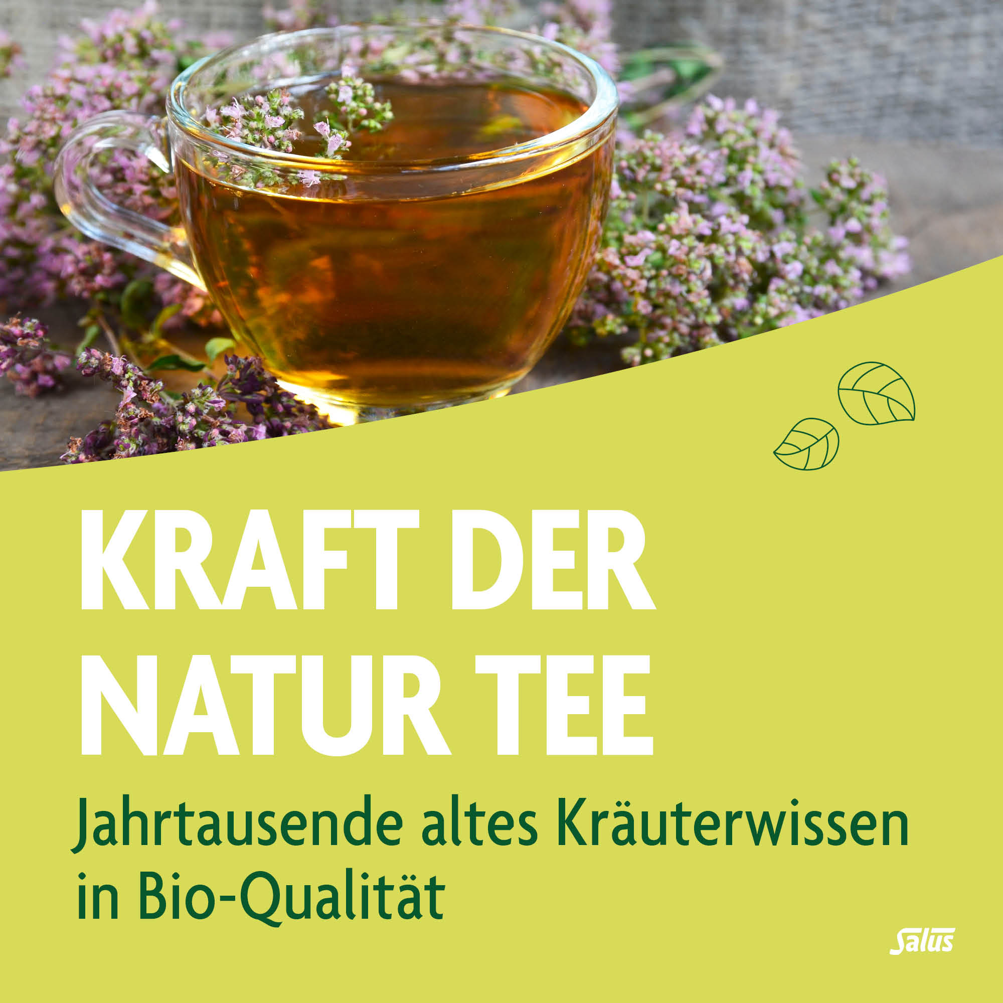 SALUS Tisane force de la nature, image 2 sur 4