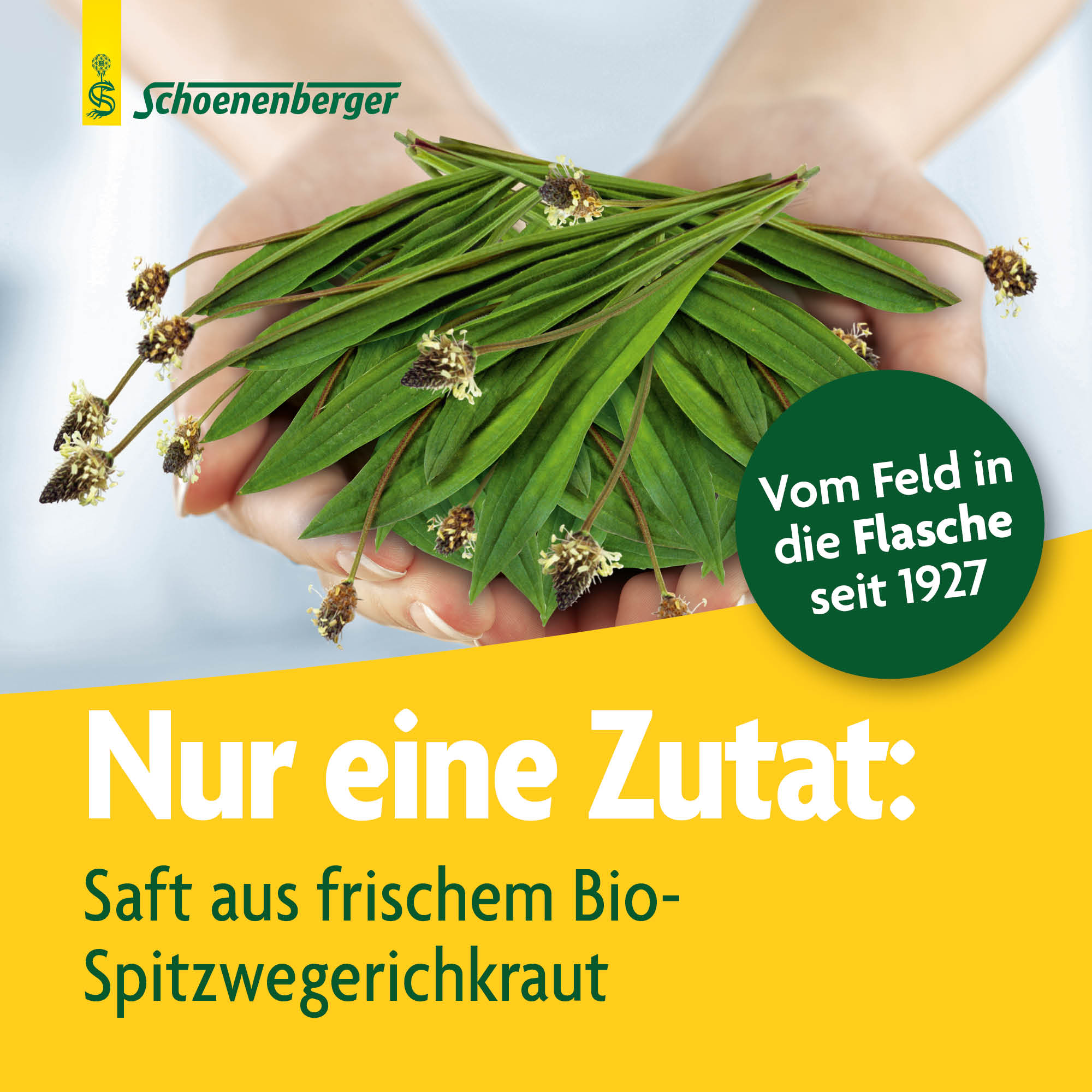 SCHOENENBERGER Spitzwegerich Frischpflanzensaft, Bild 3 von 6