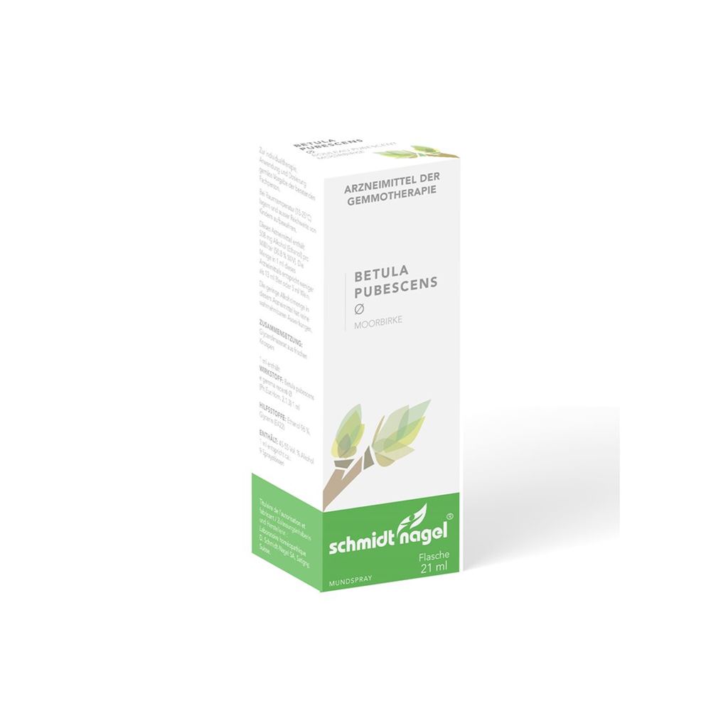 SCHMIDT-NAGEL Betula pubescens, Hauptbild