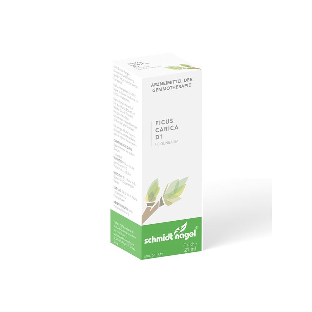 SCHMIDT-NAGEL Ficus carica 1 DH, Hauptbild